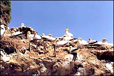 Gannets nesting at Cape Kidnappers