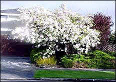 Cherry tree