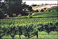 Vines growing in West Auckland