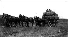 Horses pull the wagon load of wool bales