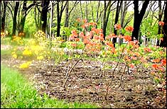 New azalea plantings in South Hagley Park