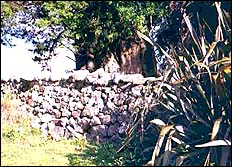 Stone wall built by Dalmatians with New Zealand flax growing on the right