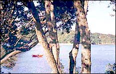 Ngunguru