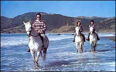 Horses