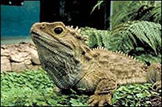 Invercargill - One of Invercargill's tuatara Invercargill - One of Invercargill's tuatara