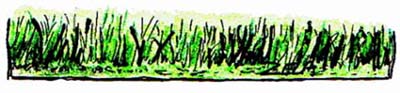 Grass