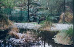 Black stilts at the Queenstown Kiwi & Birdlife Park