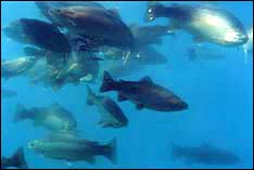 The fish in a feeding frenzy.