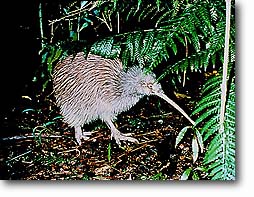 kiwi