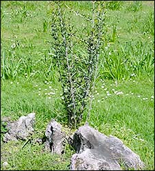 Olive Tree