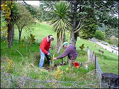Tree Planting