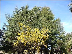 Kowhai